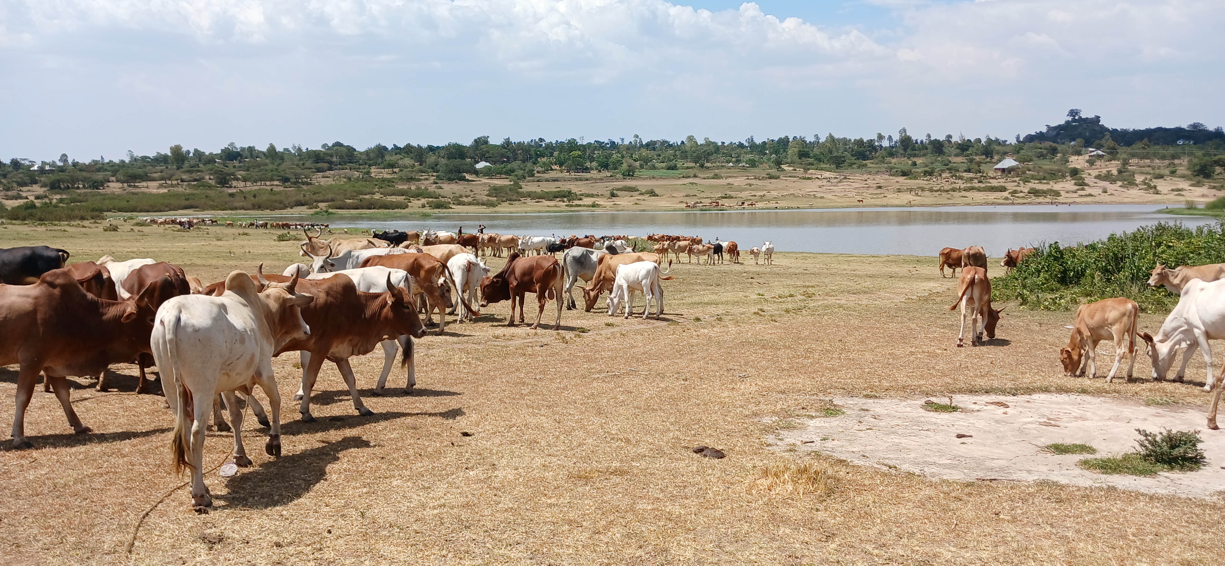 Agriculture project